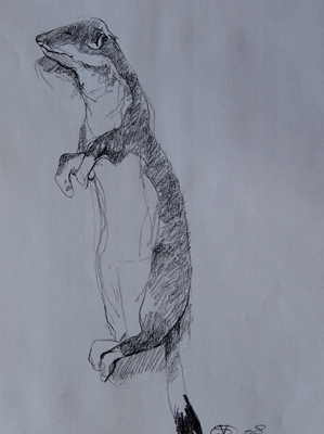 Stoat