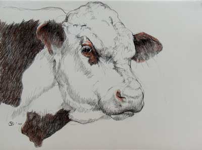 hereford bull