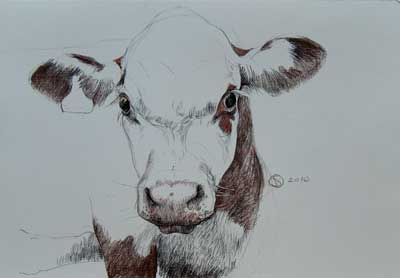 hereford calf
